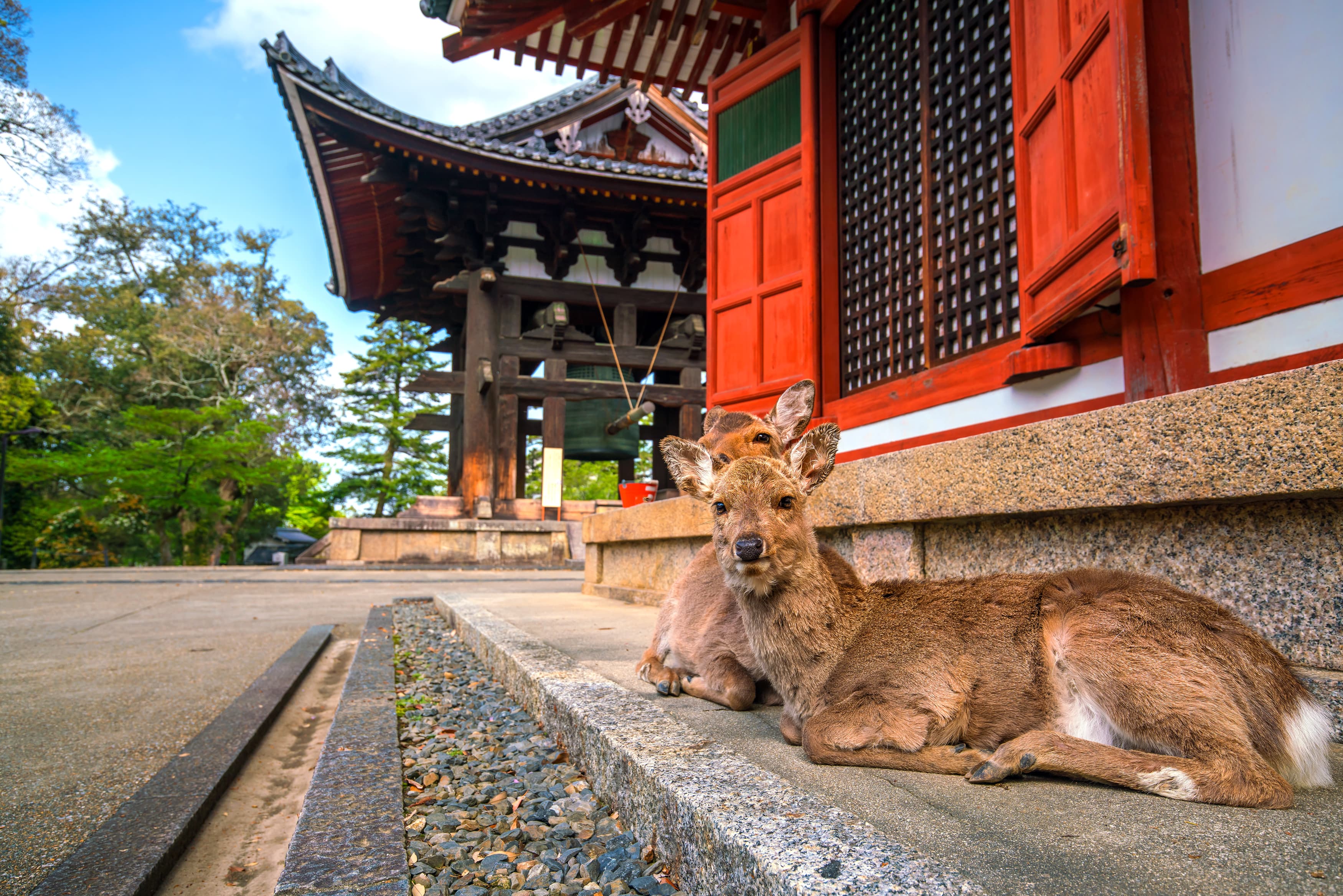 Nara deer